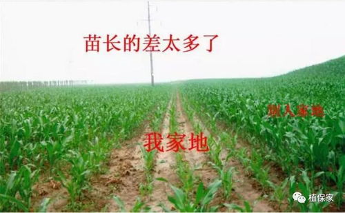 真假化肥怪象 為何“李鬼”橫行而“李逵”滯銷？